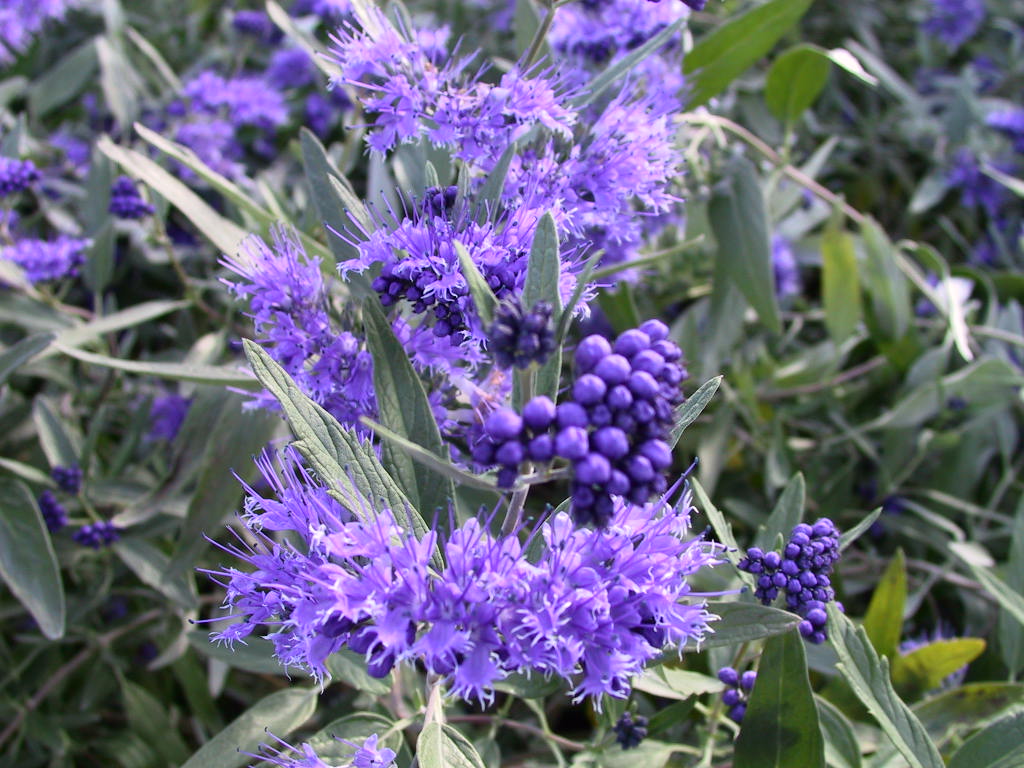 Caryopteris clandonensis Ferndown Bluete.jpg